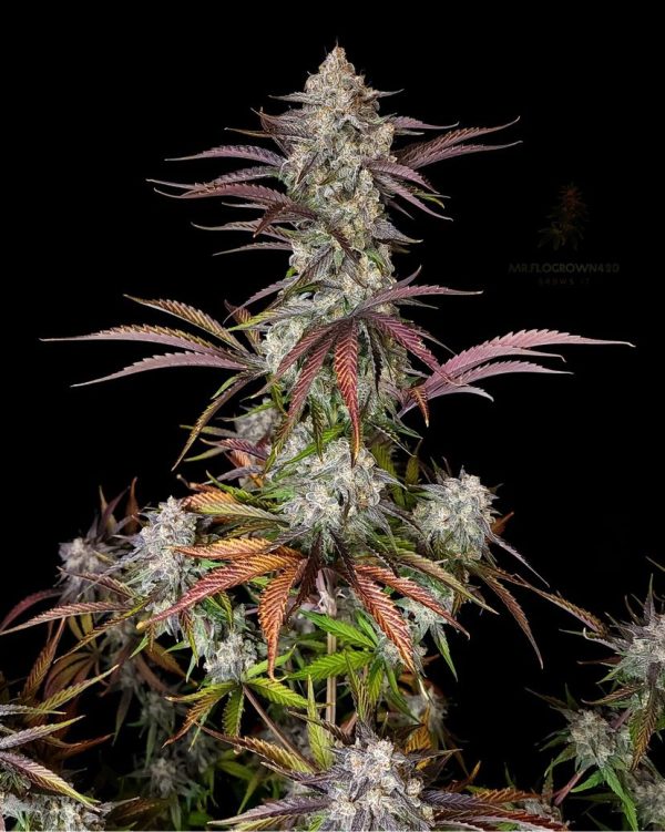 CPT OG @therealmr.flogrown420 CPT OG @therealmr.flogrown420