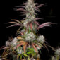 CPT OG @therealmr.flogrown420