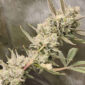 Divinations 2 @ezgrowz.mn
