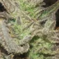 Vanilla Fizz F2 4 u:r3ckag3