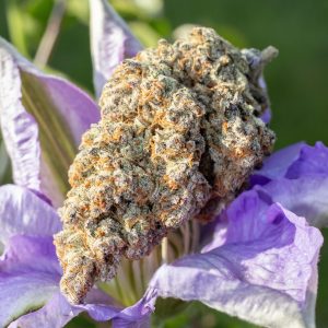 Strawberry Milk and Qookies Remix