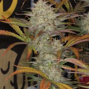 Strawberry Popesicle