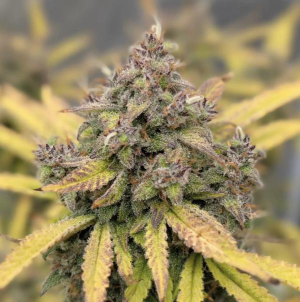 Alcehmist's Apprentice Redbudgardens420