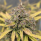 Alcehmist's Apprentice Redbudgardens420
