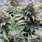 Americhem Dream u:LongAsparagus6871