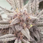 Blue Ribbon 2 u:Jackass_Magnet