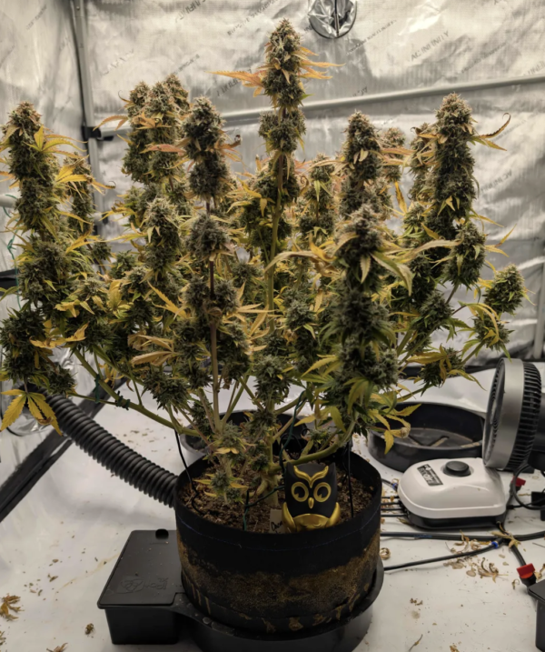 Chem 'n' Kush Ojay Chem 'n' Kush Ojay