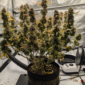 Chem 'n' Kush Ojay