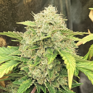 Chem 'n' Kush *BOGO*