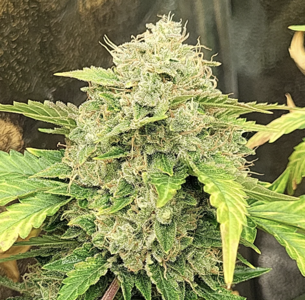 Chem 'n' Kush u:Smokingjoking