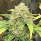 Chem 'n' Kush u:Smokingjoking
