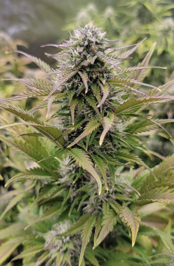 Sirius Blue 2 u:TGroves914