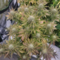 Sirius Blue 3 u:TGroves914