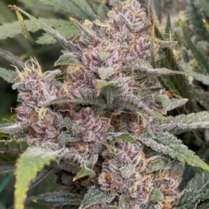 Purple Banana Popesicle